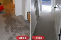 Carpet Mould Damage Removal Brisbane image 2